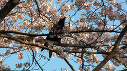 An Abundance of Crows